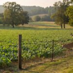 Virginia Legislature Passes HB129 to Protect Landowners from Deer Damage
